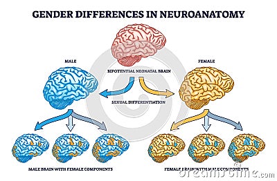 Gender differences in neuroanatomy with female and male brain outline diagram Vector Illustration