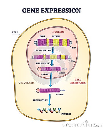 Gene expression stages with transcription and RNA splicing outline diagram Vector Illustration