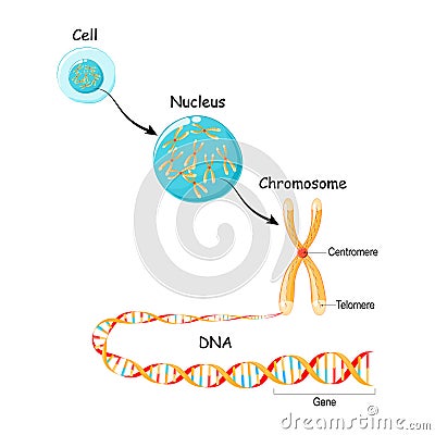 From Gene to DNA and Chromosome in cell structure. genome sequence Vector Illustration