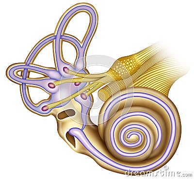 General extructura hearing of the cochlea Cartoon Illustration