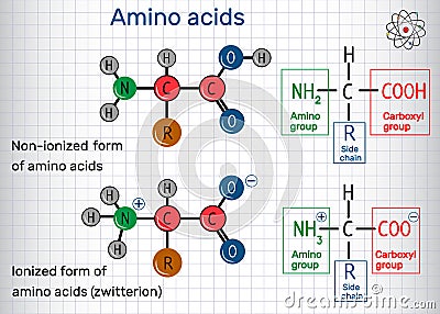 General formula of amino acids, ionized and non-ionized zwitter Vector Illustration