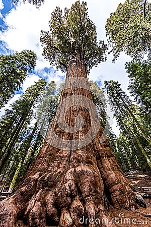 General Sherman tree in Giant sequoia forest Stock Photo