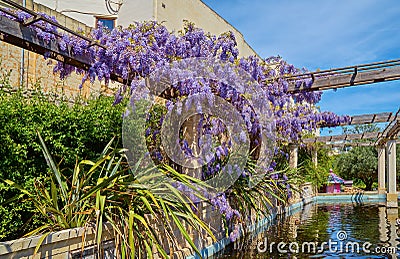 View of blooming Wisteria Sinensis plant on trellis with pond in public garden Stock Photo