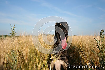 Rare moments of rest from hunting Stock Photo