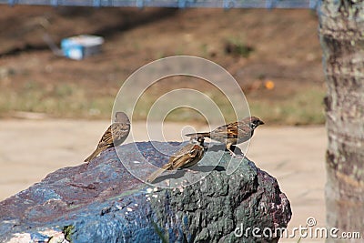 Old World sparrows watching out Stock Photo