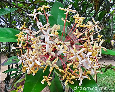 Flowering bush of Ixora undulata in Botanical Garden of Rio de Janeiro, Brazil. Stock Photo