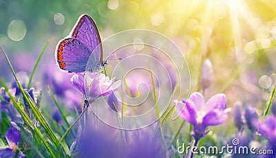 Purple butterfly on purple wild white flowers , butterfly in the grass under sunlight, macro image Stock Photo