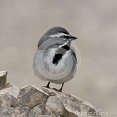 Black-throated sparrow on a rock in the Transitions Wildlife Photography Ranch in Texas. Stock Photo