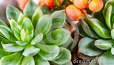 Close up of succulent plant in the garden, green and orange colors Stock Photo