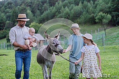 Farmer family walking with donkey on their farm. A gray mule as a farm animals at the family farm. Concept of Stock Photo