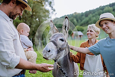 Farmer family petting donkey on their farm. A gray mule as a farm animals at the family farm. Concept of Stock Photo