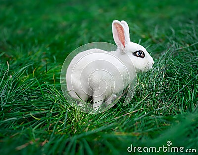 White hotot medium rabbit with eyes with rim palm-sized sits on a green grass Stock Photo