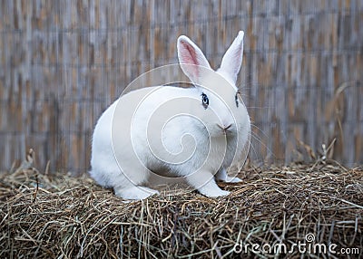 White hotot medium rabbit with eyes with rim palm-sized Stock Photo