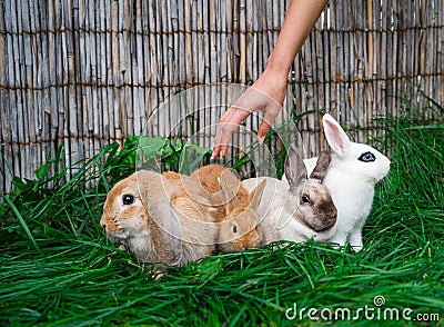 White hotot, German rams and Rex siamese medium rabbits Stock Photo