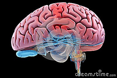 fractal motley light brain grafic, cognitive skills, brain neurons nerve synapses, learning habit, mindset knowledge accumulation Cartoon Illustration