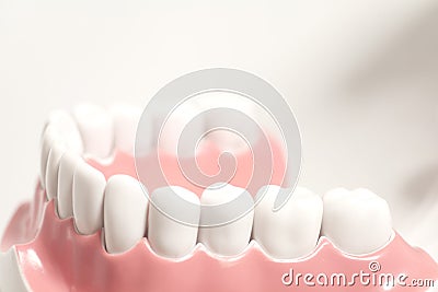 Generic dental human teeth model Stock Photo