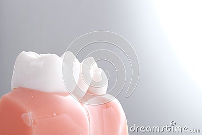 Generic dental teeth model Stock Photo