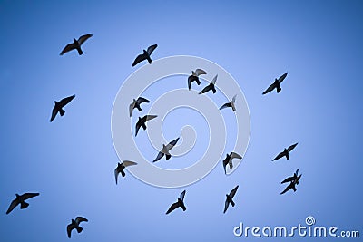 Generic shot of flock of birds in silhouette against blue evening sky Stock Photo