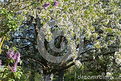 Generous cherry blossom tree with purple lilac in springtime garden Stock Photo