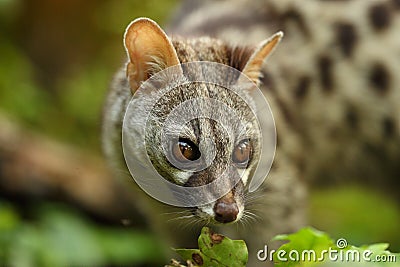 Genet head portrait in a forest Stock Photo