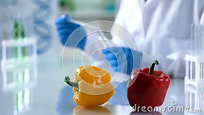 Genetic breeding scientist checking vegetables on lab table, gmo studies Stock Photo