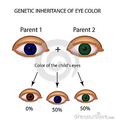 Genetic inheritance of eye color. Brown, blue, green eyes. Vector Illustration