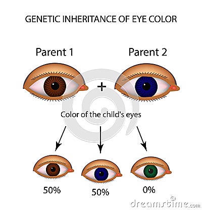 Genetic inheritance of eye color. Brown, blue, green eyes. Infographics. Vector Illustration