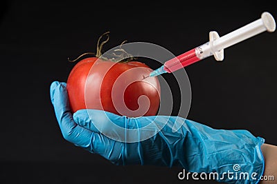 Genetic injection into tomato Stock Photo