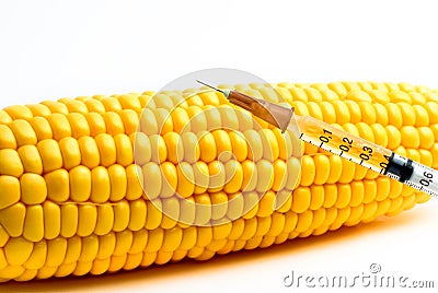 Genetically modified corn Stock Photo