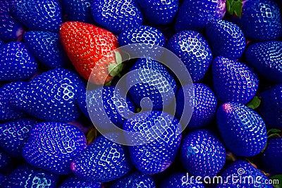 GENETICALLY MODIFIED FOODS GMO One red strawberry among many blue strawberries. Stock Photo