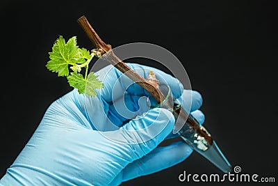 Genetically modified grapes sprout in a glass vial in a gloved hand on a black background Stock Photo