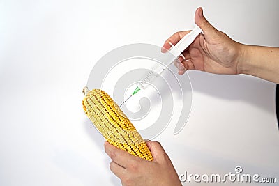 Genetically modified organism - corn Stock Photo