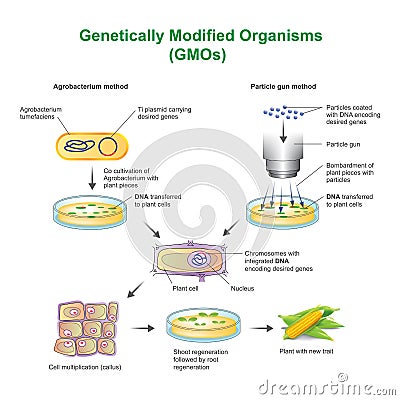 Genetically Modified Organisms GMOs Stock Photo