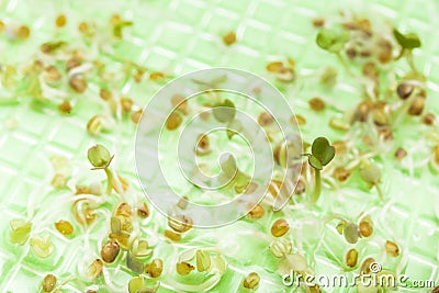 Genetically modified plants in aqueous solution. Macro Stock Photo