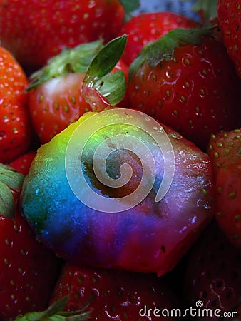 Genetically Modified Strawberry Stock Photo