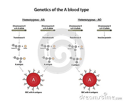 Genetics of the A blood type. Vector Illustration