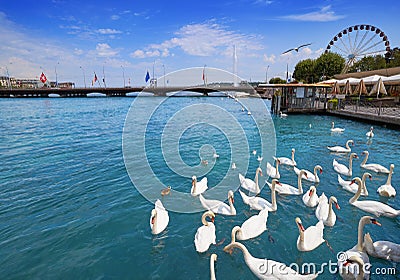Geneva swans Geneve at Leman lake in Swiss Stock Photo
