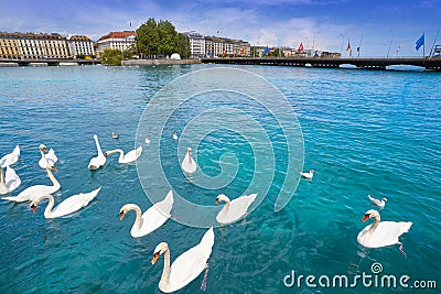 Geneva swans Geneve at Leman lake in Swiss Stock Photo