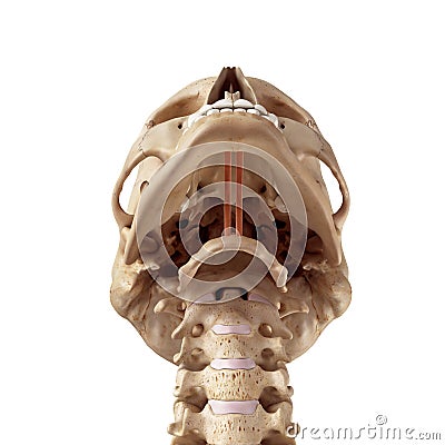 The geniohyoid Cartoon Illustration