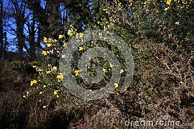 Genista Anglica Petty Whin, Needle Furze or Needle Whin in the park. Stock Photo