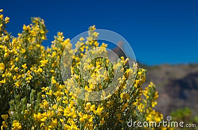 Genista microphylla Stock Photo