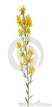 Genista tinctoria Stock Photo