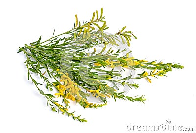 Genista tinctoria, the dyer`s greenweed or dyer`s broom. Isolated on white background Stock Photo