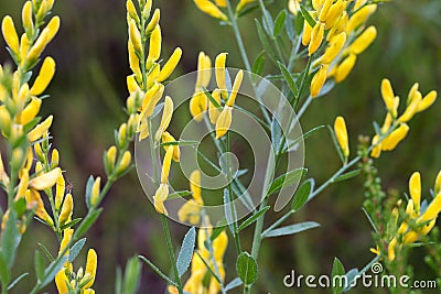 Genista tinctoria, dyer`s greenweed yellow flowers macro selective focus Stock Photo