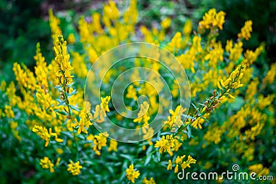 Genista tinctoria yellow flowers, abstract background with flowering plant Stock Photo