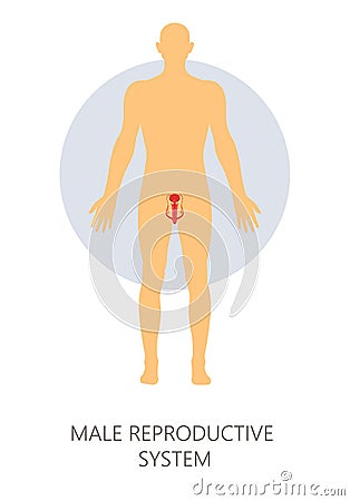 Male reproductive system isolated man anatomy genitals Vector Illustration