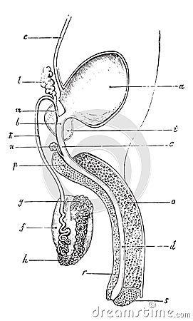 Genitourinary or urogenital system of man, vintage engraving Vector Illustration
