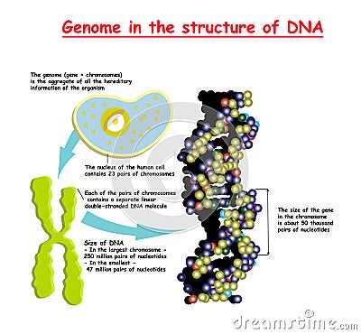 Genome 3D in the structure of DNA. genome sequence. Telomere is a repeating sequence of double-stranded DNA located at the ends of Stock Photo