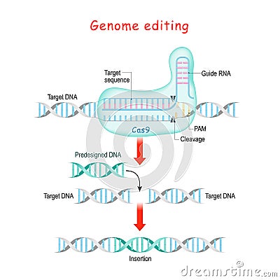 Genome editing. CRISPR and Cas9 Vector Illustration