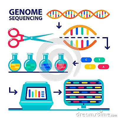 Genome sequencing sheme. Human genome project. Flat style vector illustration. Vector Illustration
